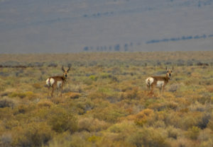 Enjoy The Great Nature: Austin, NV